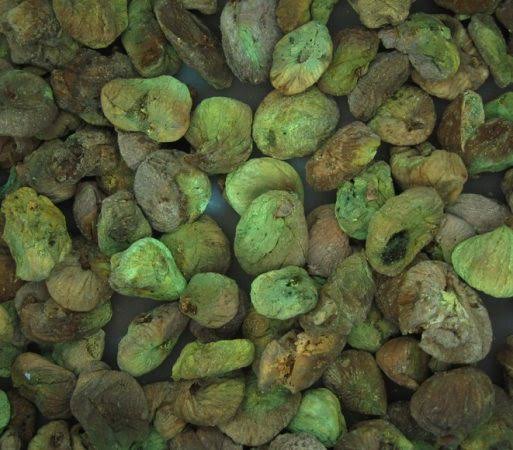 365 nm UV ışığında aflatoksin bulaşmış kuru incirlerin yeşil floresansı