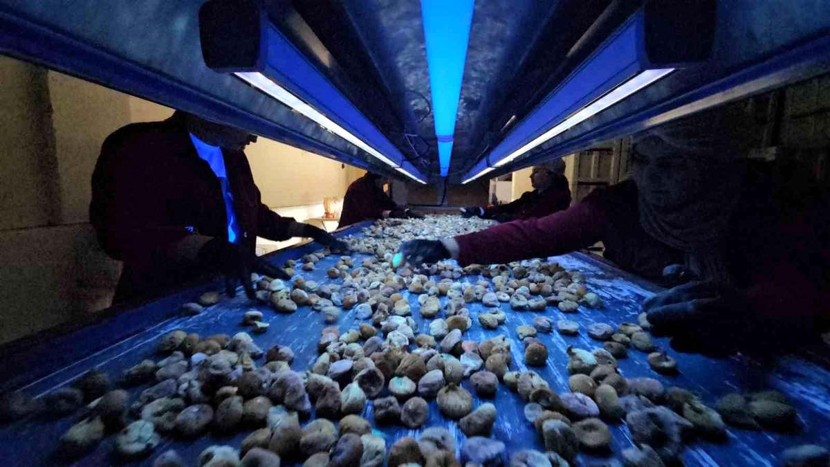 Üretim bandında 100 cm 365 nm AFLALED ışığı altında kuru incir ayıklama